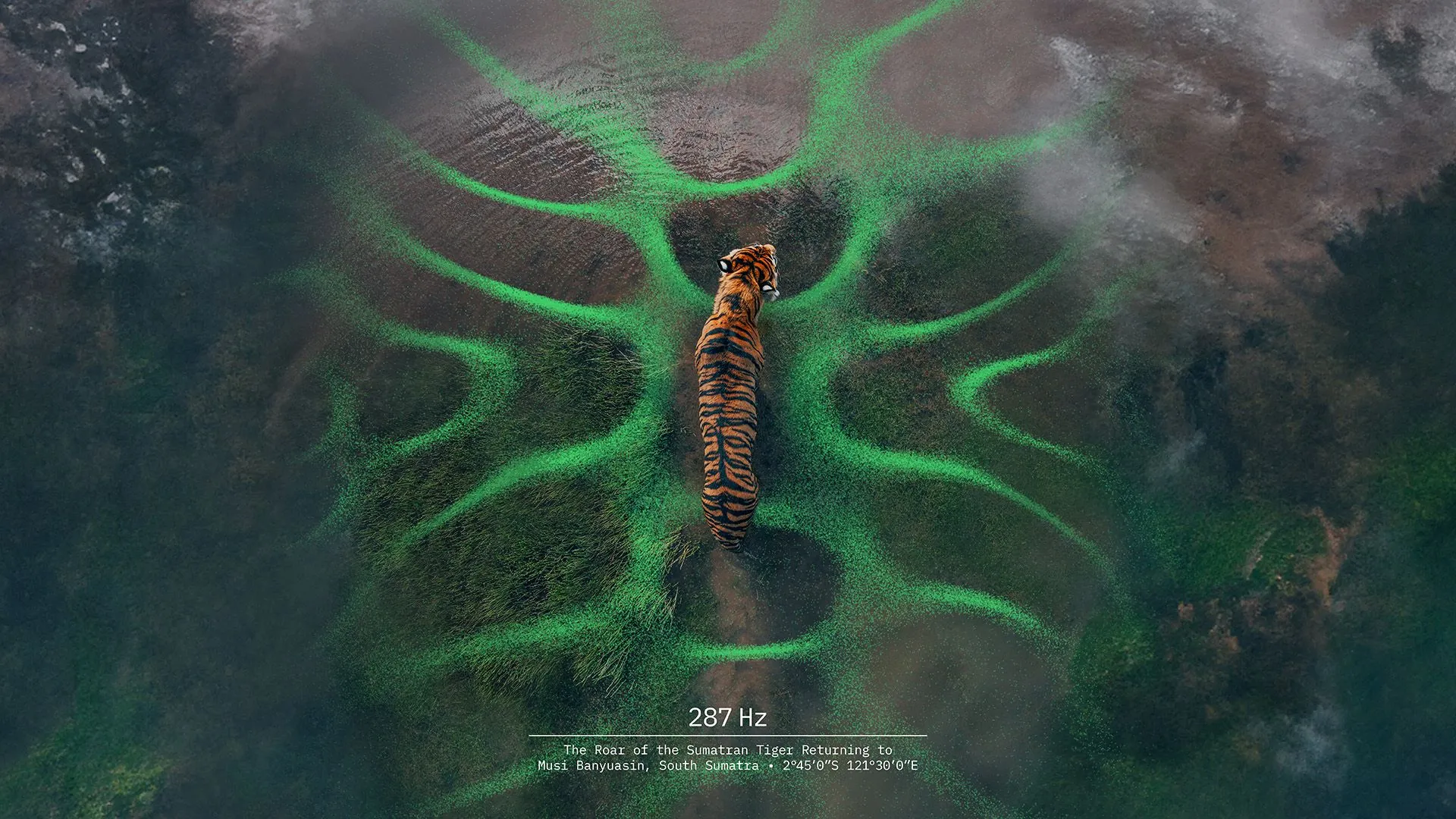 Forest carbon × Design Bridge and Partners